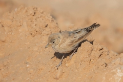 Desert Lark - Woestijnleeuwerik