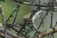 Plain Leaf Warbler - Dwergtjiftjaf