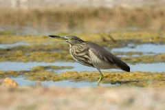 Indian Pond Heron - Oostelijke Ralreiger