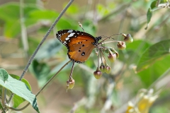 Monach - Kleine Monarchvlinder