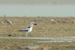 Crab Plover - Krabplevier