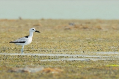 Crab Plover - Krabplevier