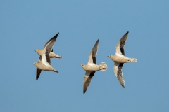 Crowned Sandgrouse - Kroonzandhoen