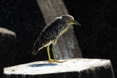Black-crowned night heron - Kwak