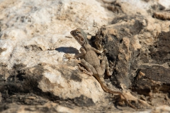 Pseudotrapelus dhofarensis