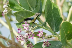 Purple Sunbird