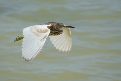 Squacco Heron - Ralreiger
