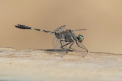 Slim Skimmer - Slanke Oeverlibel