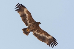 Step Eagle - Steppearend