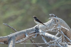 Variable Wheatear - Picatatapuit