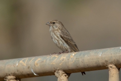 Yemen Serin