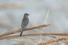 Grey Hypocolius - Zijdestaart