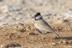 Black-crowned Finch-lark - Zwartkruinvinkleeuwerik