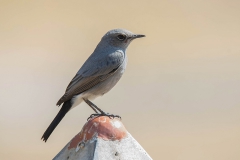 Blackstart - Zwartstaart