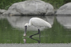 Black-faced Spoonbill