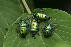 Calliphara excellens