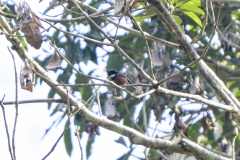 Chestnut-bellied Tit