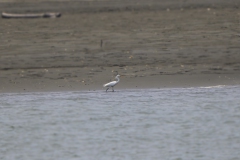 Chinese Egret