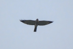 Chinese Sparrowhawk