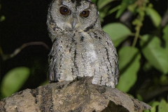 Collared Scops Owl