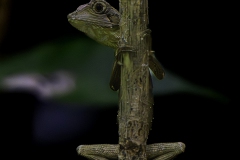 Diploderma swinhonis or Taiwan japalure