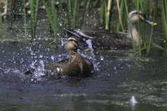 Eastern Spotbill
