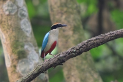 Fairy Pitta