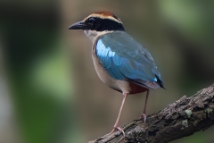 Fairy Pitta