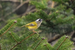 Flamecrest