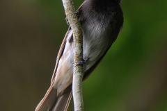 Japanese Black Paradise Flycatcher
