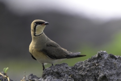Oriental pratincole