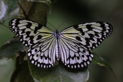 Paper-Kite Butterfly