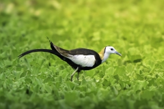 Pheasant-tailed Jacana