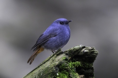 Plumbous Water-Redstart