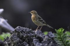 Red-throated Pipit - Roodkeelpieper