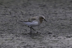 Red-necked Stint - Roodkeelstrandloper
