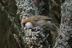 Rufous-crowned Laughingthrush