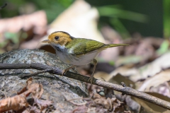 Rufous-faced Warbler