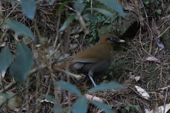 Rusty Laughingthrush