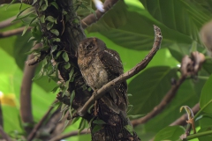 Ryukyu Scops Owl ssp botelensis