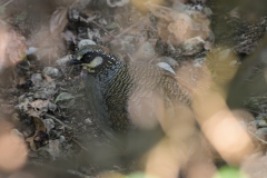 Taiwan Partridge
