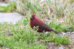 Taiwan Rosefinch