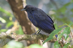Taiwan Whislting Thrush
