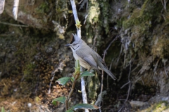 Taiwan Yuhina
