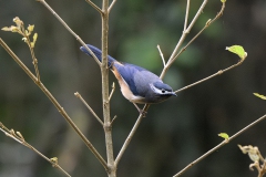 White-eared Sibia
