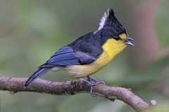 Yellow Tit