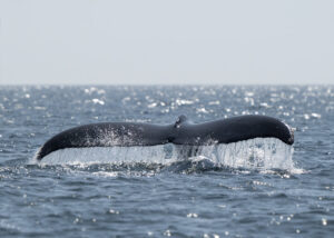 Humback Whale Canada 2024